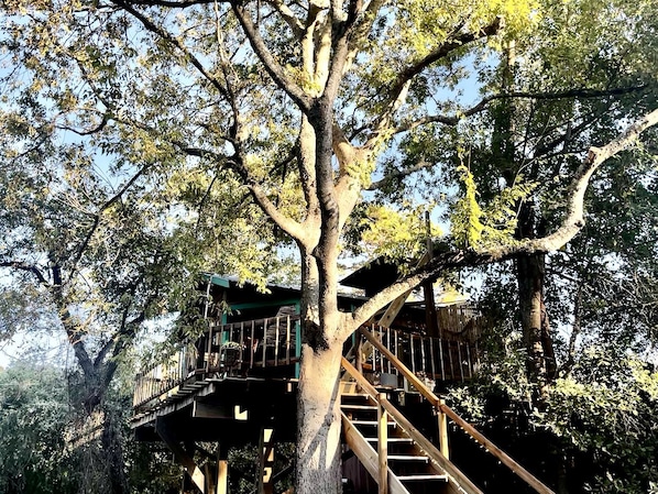 A treehouse with wooden stairs and railings, surrounded by dense foliage.