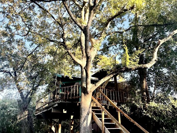 Una casa en los árboles con escaleras y barandillas de madera, rodeada de abundante vegetación.