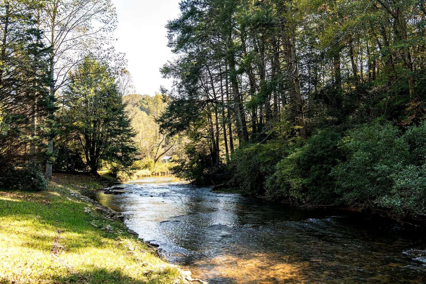 A river flowing through a forested area with dense trees and a grassy bank.