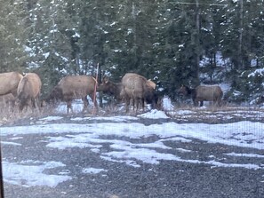 A group of elk in a snowy forested area. - Tiny Caravan Great for Couples with Landscape Views in Idaho (Saint Maries)