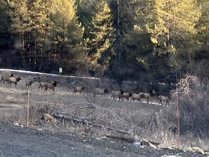 Un grupo de alces en un entorno natural con árboles y una cerca.