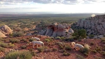 A landscape with rocky formations and sparse vegetation.