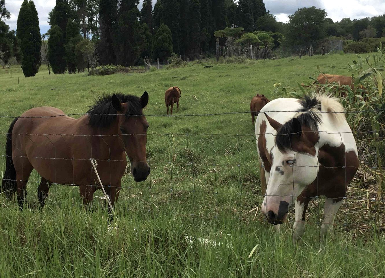 Un pré clôturé où paissent des chevaux.