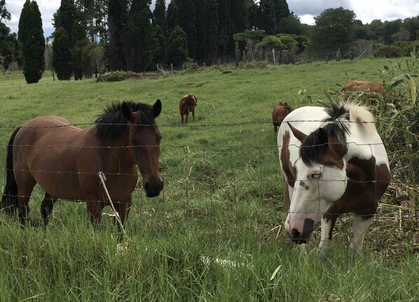 A fenced pasture with horses.