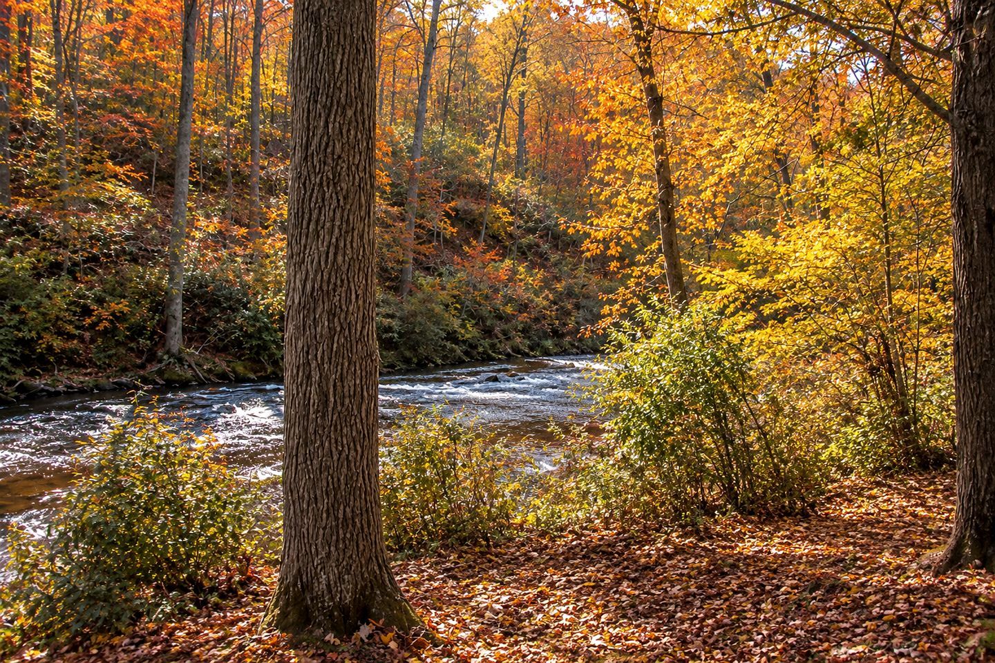Ein bewaldetes Gebiet mit einem Fluss, Bäumen und Herbstlaub.