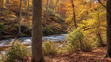 Ein bewaldetes Gebiet mit einem Fluss, Bäumen und Herbstlaub.