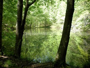 A forested area with a body of water surrounded by trees.