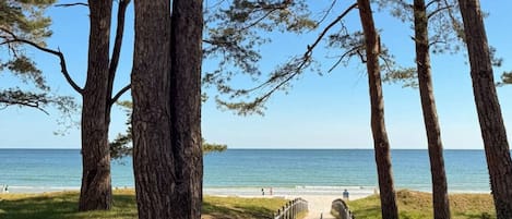 A pathway leading to a beach with tall trees and a clear view of the sea.