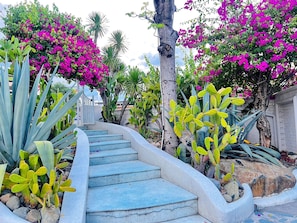 A curved concrete staircase surrounded by various cacti and flowering plants.