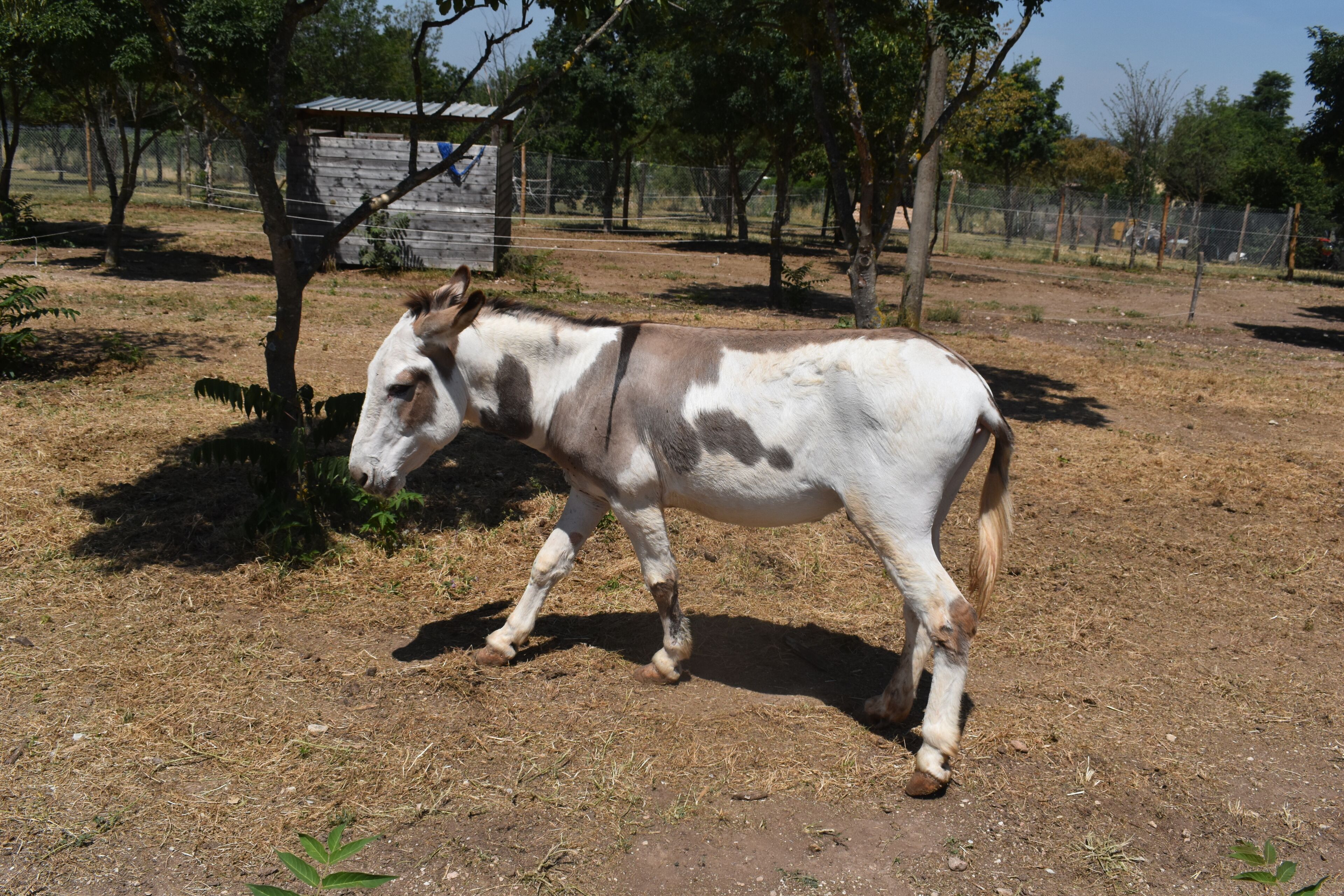 A horse in a fenced outdoor area with trees and a wooden structure in the background.