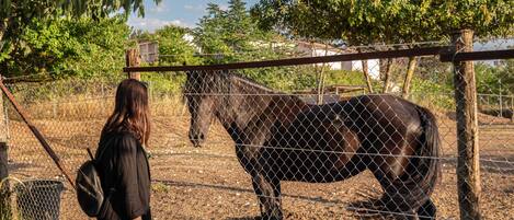 A person standing next to a horse in a fenced area with trees and a building in the background.