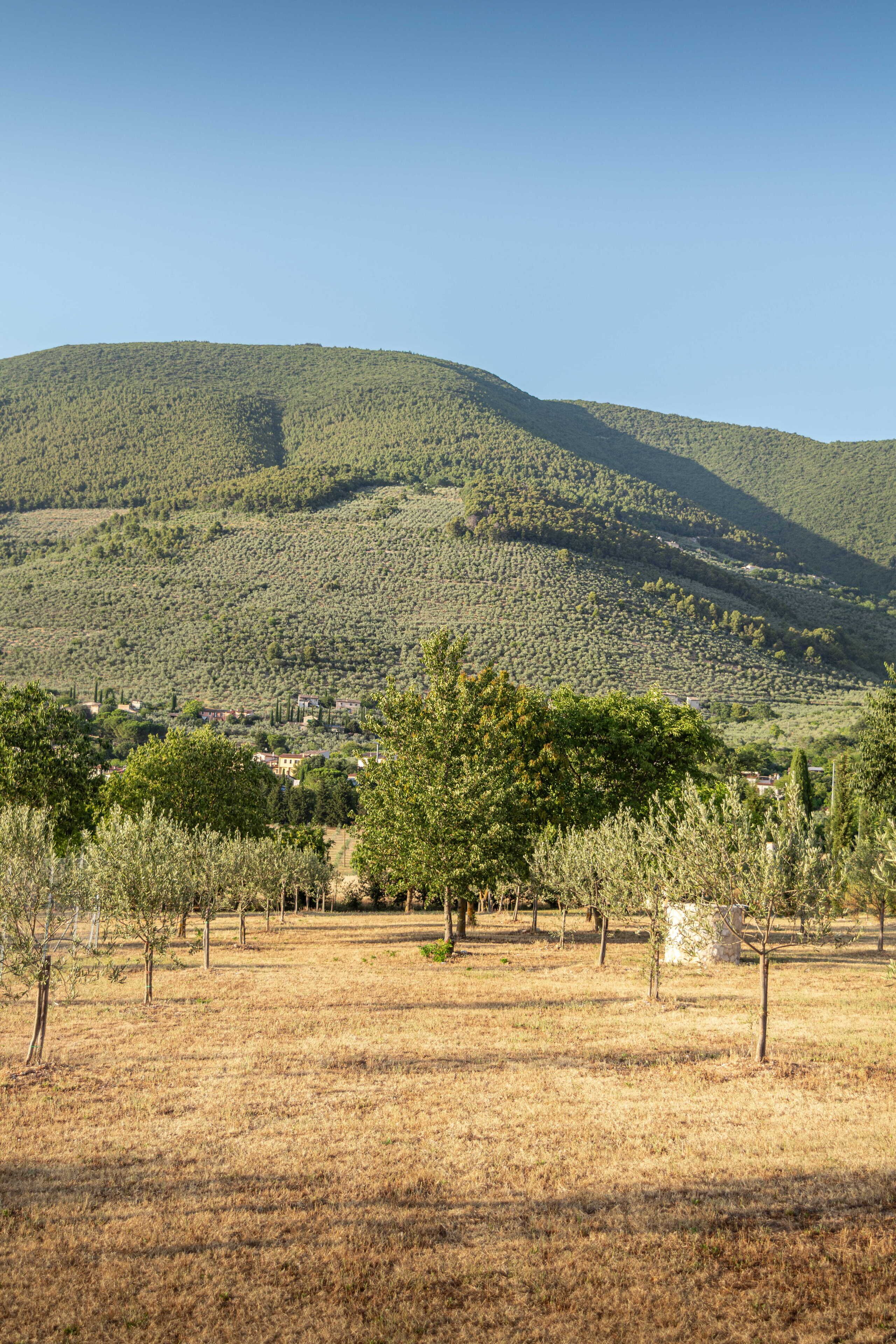 Un paisaje rural con una colina, árboles y un cielo despejado.