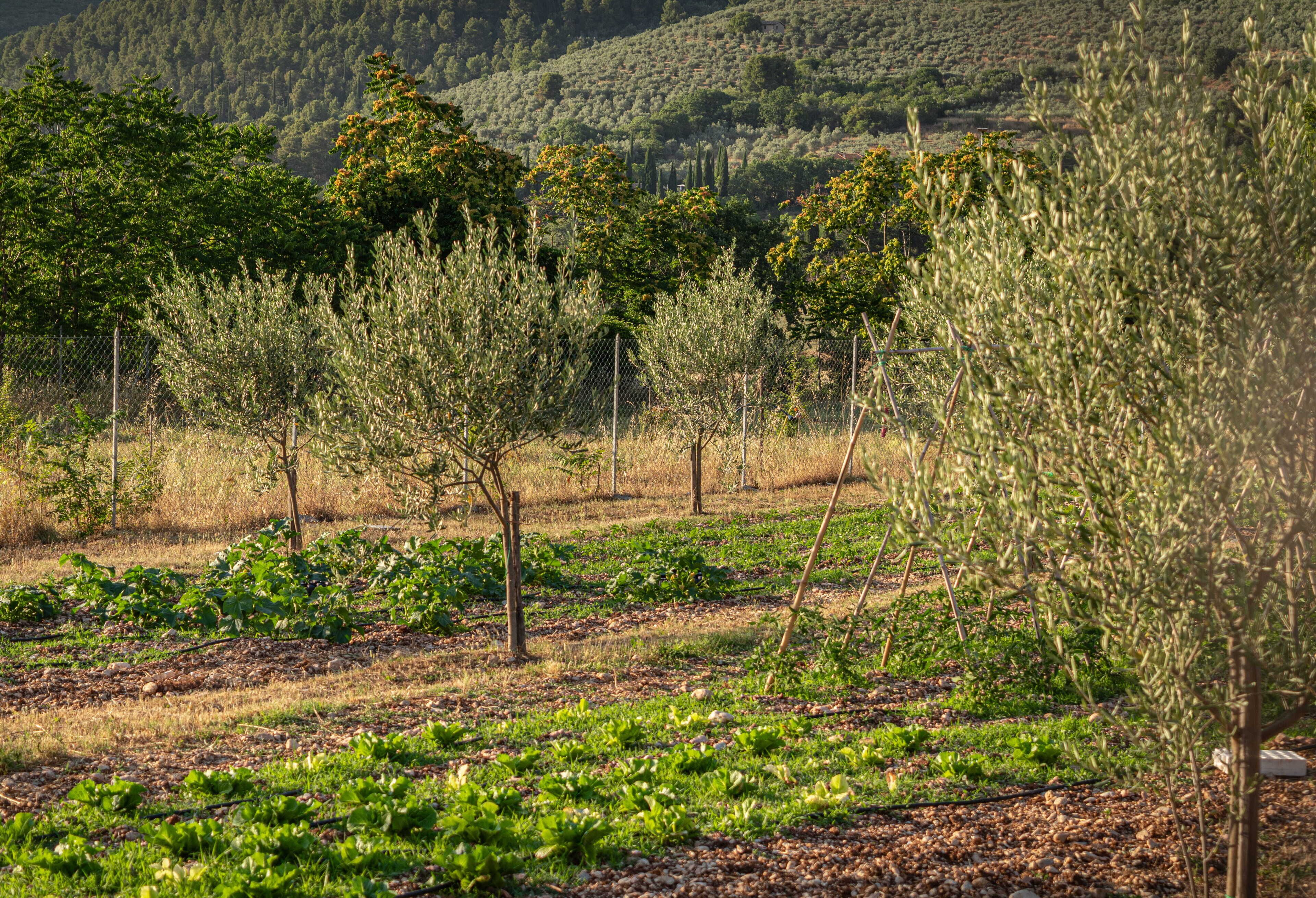 Un vigneto con file di vite e una collina boscosa sullo sfondo.