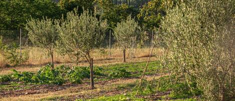 Un vigneto con file di vite e una collina boscosa sullo sfondo.