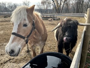 Miscellaneous - Adult Only Bell Tent Perfect for a Romantic Getaway in Turner, Maine (Turner)