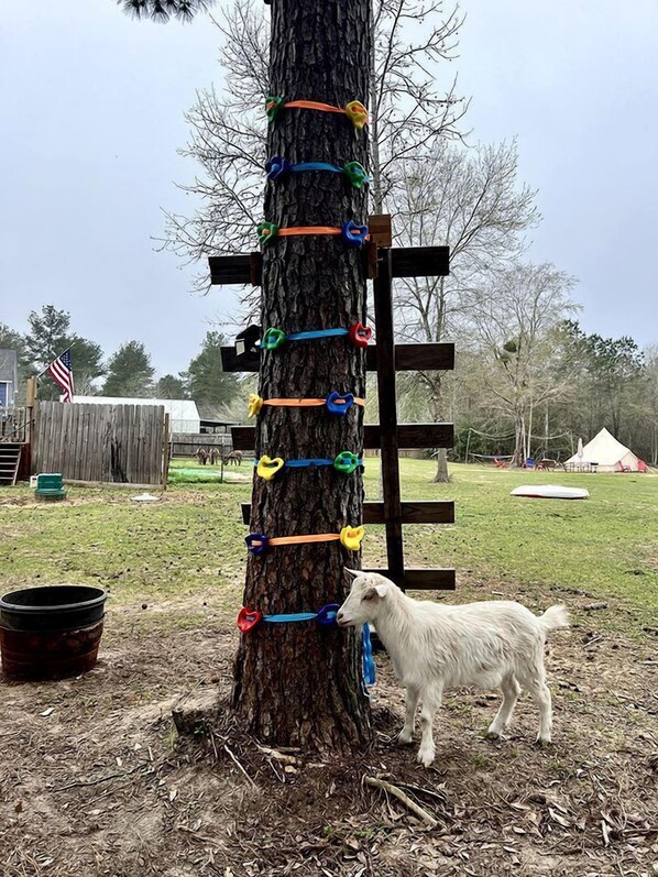 Un árbol con cintas de colores y una cabra cerca.