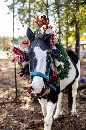 A horse adorned with festive decorations, including a wreath and ribbons, standing in an outdoor setting with trees in the background.