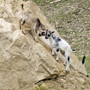 A goat climbing a large rock. - Remote Mountain A-Frame with BBQ Perfect for Nature Lovers in West Virginia (Charleston)
