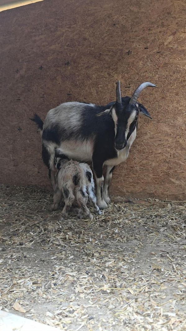 A goat with a baby goat in a wooden enclosure. - Remote Mountain A-Frame with BBQ Perfect for Nature Lovers in West Virginia (Charleston)