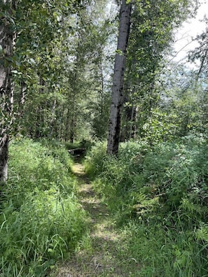 Un área boscosa con un sendero estrecho.