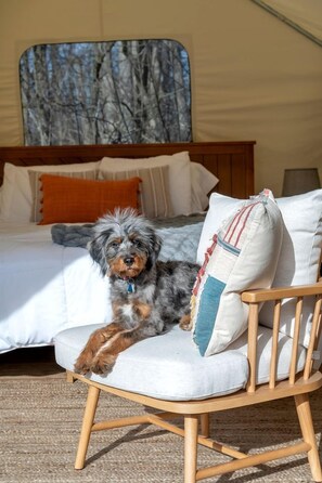 Un perro descansando en una silla dentro de una habitación con tienda de campaña, con una cama y almohadas al fondo.
