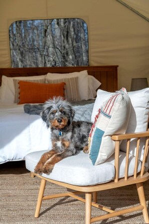 Un chien se repose sur une chaise dans une pièce aménagée comme une tente, avec un lit et des oreillers en arrière-plan.
