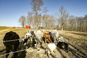 Miscellaneous - Charming Covered Wagon on Live Petting Zoo for Memorable Family Glamping Stays in Brownsville, Kentucky (Brownsville)