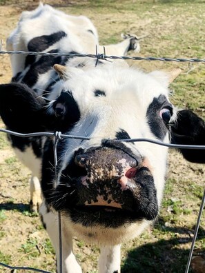Miscellaneous - Charming Covered Wagon on Live Petting Zoo for Memorable Family Glamping Stays in Brownsville, Kentucky (Brownsville)