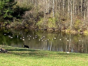 A pond with ducks and a dog.