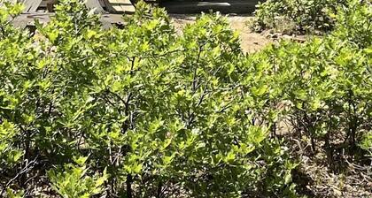 Private Bell Tent with Amazing Stargazing in Colorado