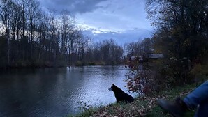 Un río con un perro en la orilla, rodeado de árboles y un cielo nublado.
