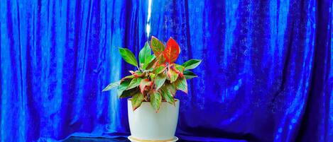 外觀