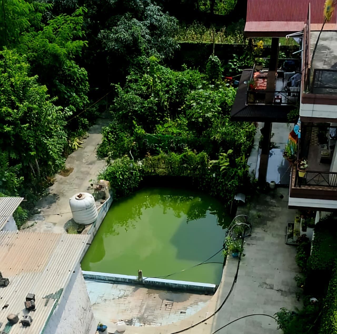 A courtyard with a green pool, surrounded by dense foliage and a building with a red roof.