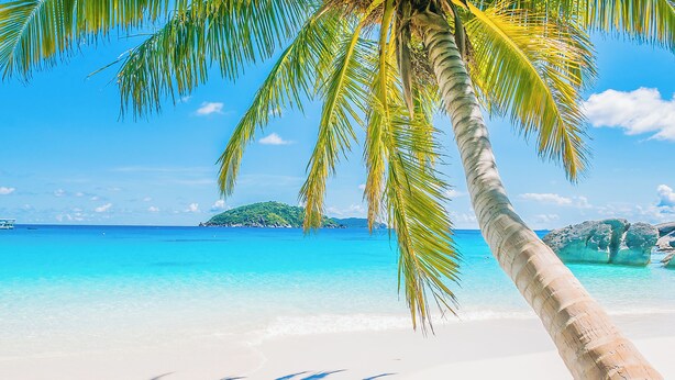 Una playa con agua turquesa cristalina, arena blanca y una palmera.