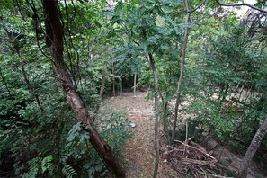 Un bosque tupido con un sendero de tierra que lo atraviesa.
