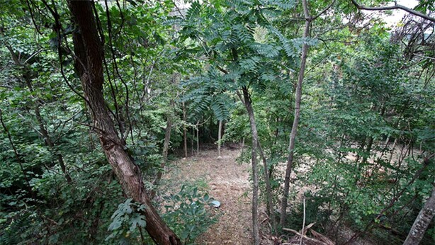 Un bosque tupido con un sendero de tierra que lo atraviesa.