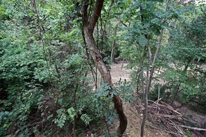 Ein dichter Wald mit verschiedenen Bäumen und dichtem Unterholz.