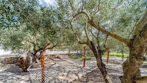 An olive grove with stone pathways and a rustic fence.