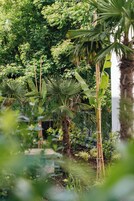 Um jardim exuberante com diversas plantas tropicais, incluindo bananeiras e palmeiras.