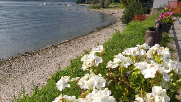 En vy över sjön med båtar, en gräsyta med vita blommor och berg i fjärran.