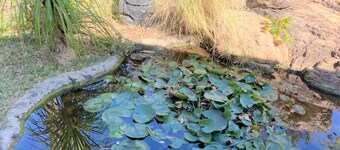 Family Lodge in Natural African Bush - 2115