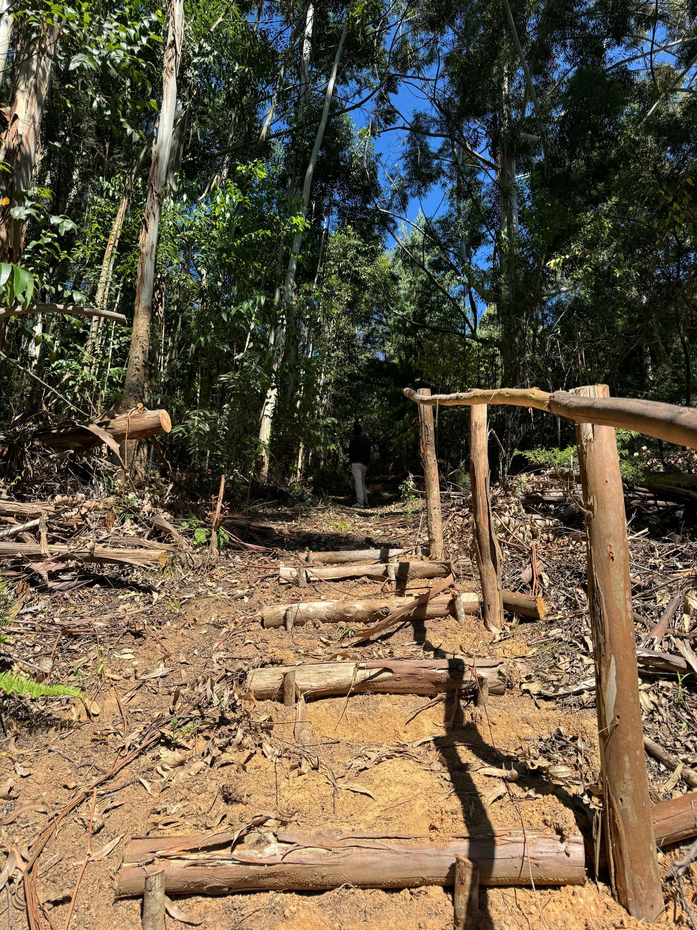 A forested area with a dirt path and wooden structures.