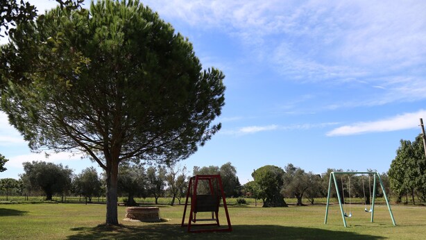 Un parco con altalene e un grande albero.