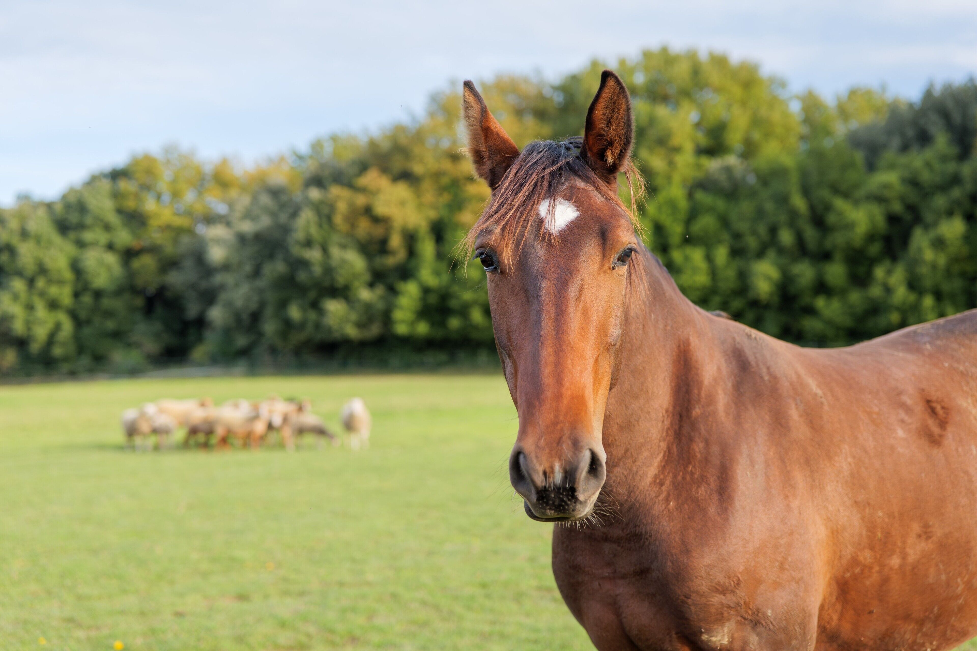 Un cheval dans un champ herbeux, avec des arbres en arrière-plan.