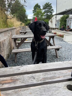 Outdoor dining - Romantic lake district hideaway for 2 plus 4 dogs (Santon Bridge)