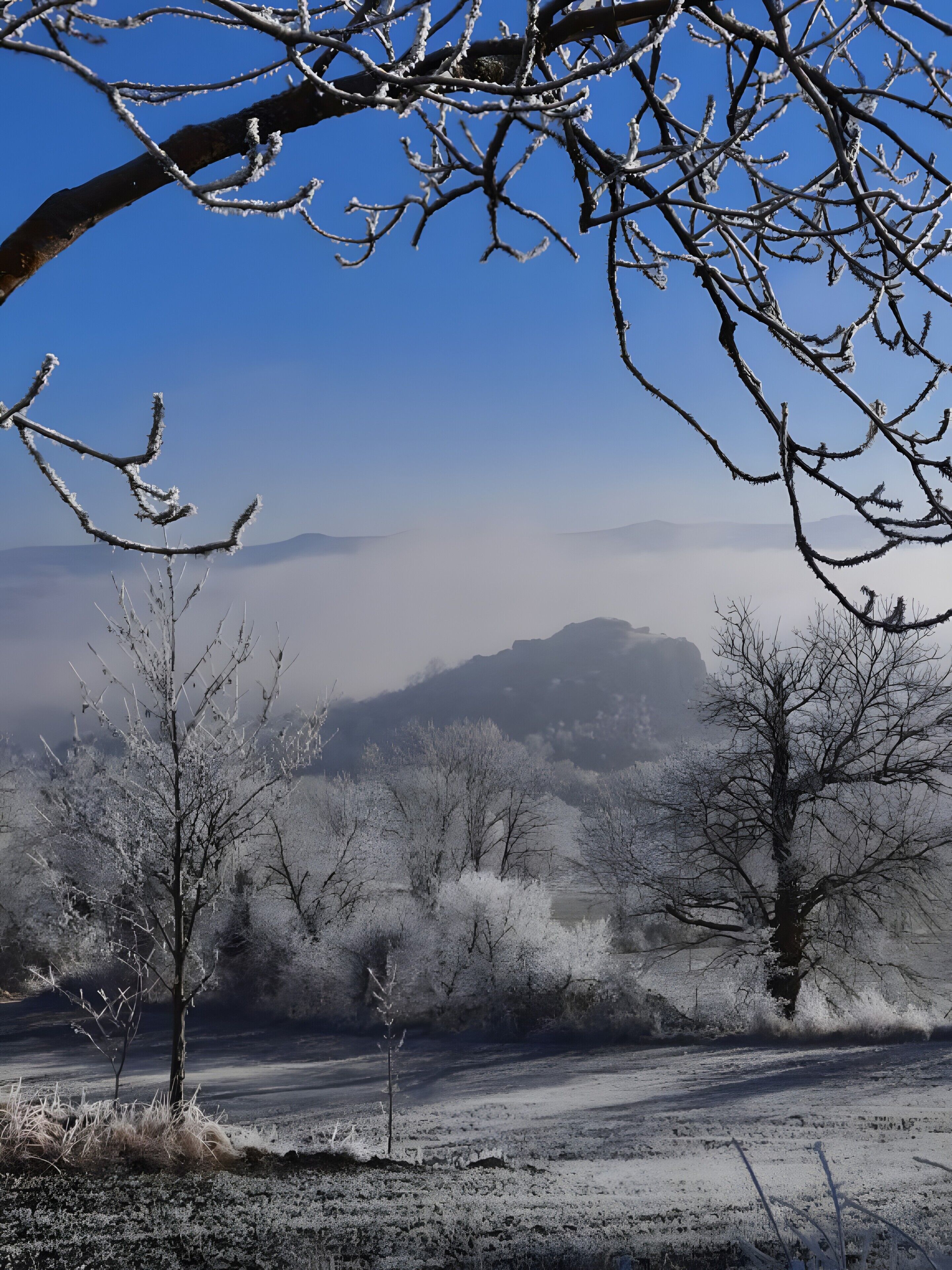 Un paysage avec des arbres sans feuilles et un ciel dégagé.