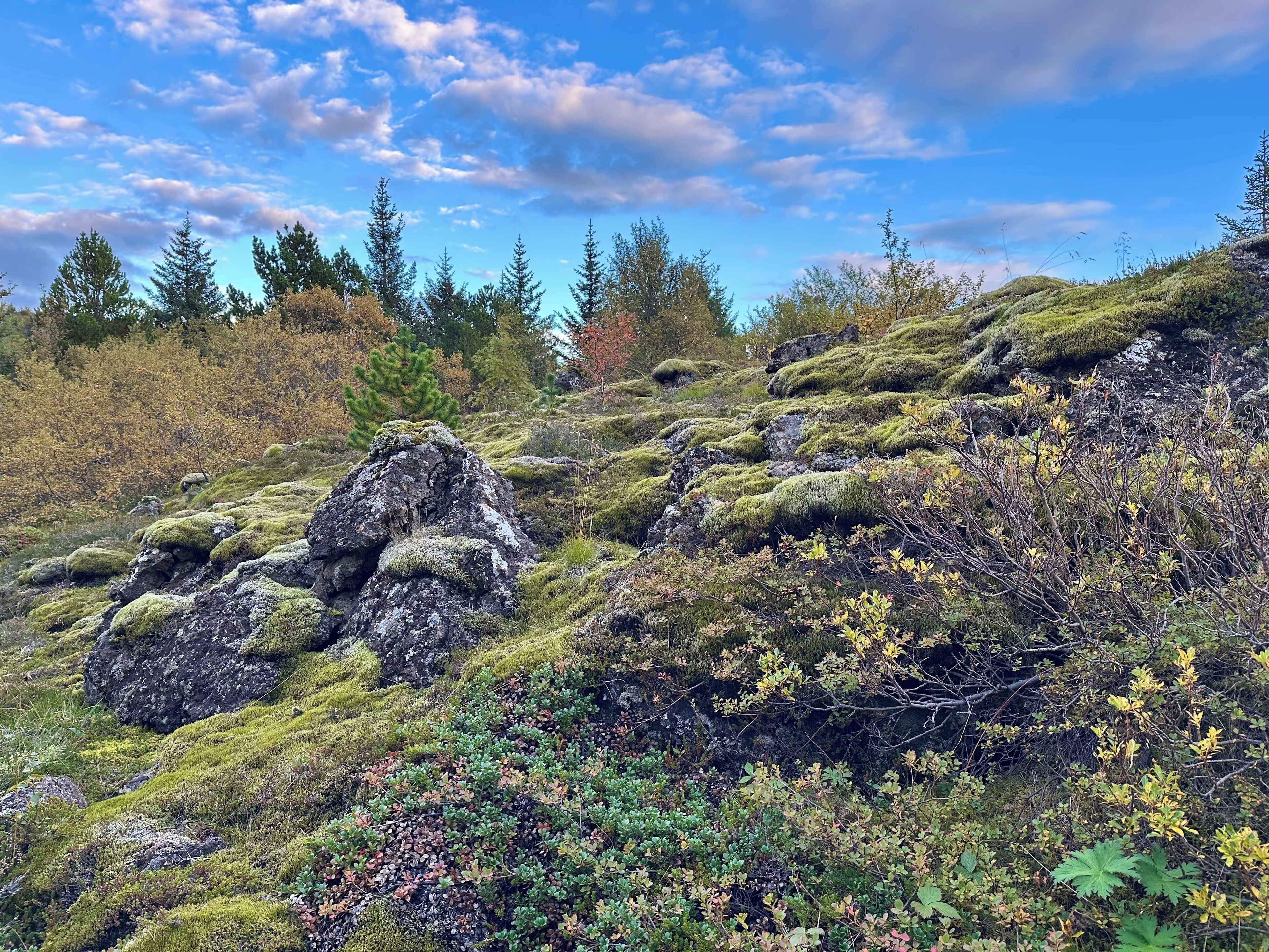 A rocky hillside with moss-covered rocks and various shrubs.