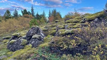 A rocky hillside with moss-covered rocks and various shrubs.