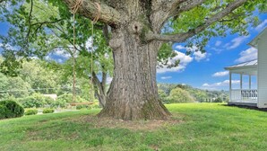 A large tree with a swing in a grassy area, a white house with a porch, and a clear blue sky. - Cozy Farmhouse, Hot tub and Sauna on 8 acres! (Troutville)