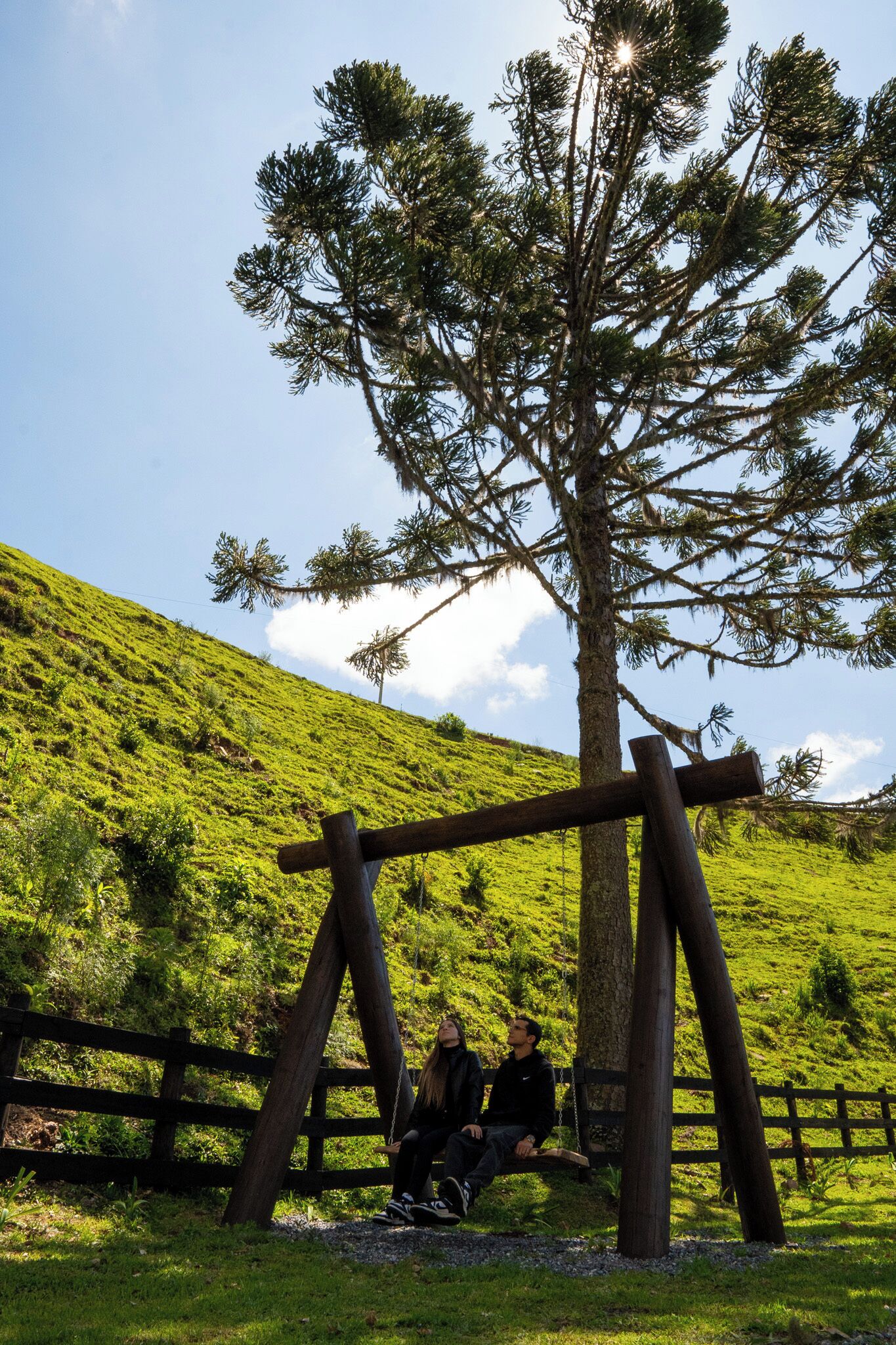 A large tree with a swing set in a grassy area.